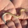 Hazelworm
