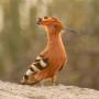 Afrikaanse hop