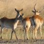 Familie moerasantilopes