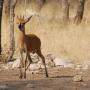 Steenbok