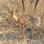 Nog een dik-dik