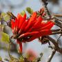 De mooie felrode bloemen van een koraalboom op de Robbers Pas