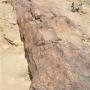 Versteend hout