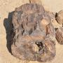 Versteend hout