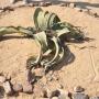 Welwitschia plant