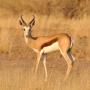 Sprinkbok