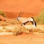 De oryx, ook wel gemsbok of spiesbok genoemd, komt in grote getale voor in de woestijn