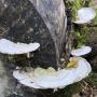 Witte Bultzwam