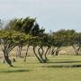 Kromme bomen door de harde zeewind