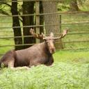 Imposant dier, zo'n typisch noordse eland